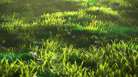 Grass Close Up