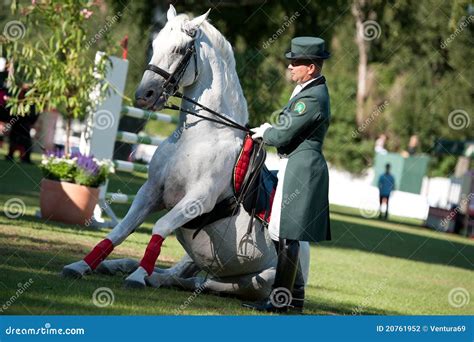 Dressage Of Lipizzan Stallion During Public Show Editorial Photography ...