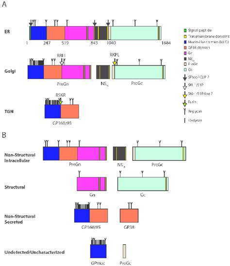 CCHFV glycoprotein processing and products. (A) CCHFV glycoprotein... | Download Scientific Diagram