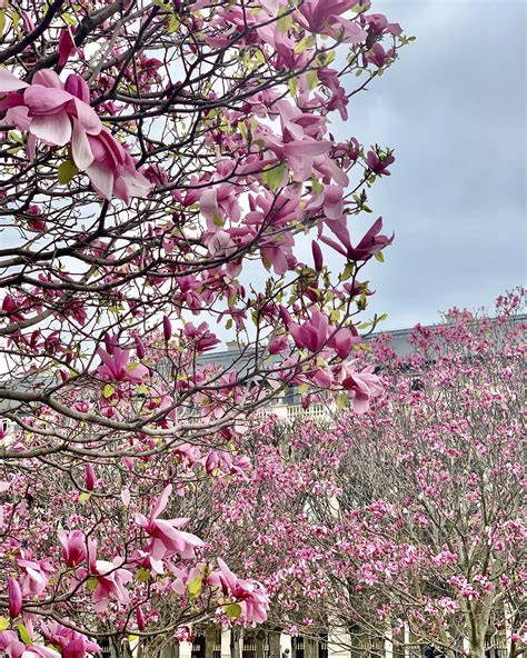 Paris in Bloom: Where to See Early Spring Flowers - Landen Kerr