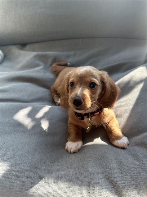 My new little buddy, Kirby. : r/Dachshund