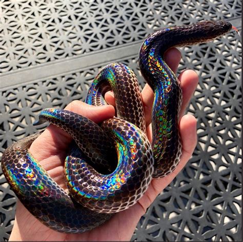 This Gorgeous Rainbow Snake Is A Pride Month Blessing