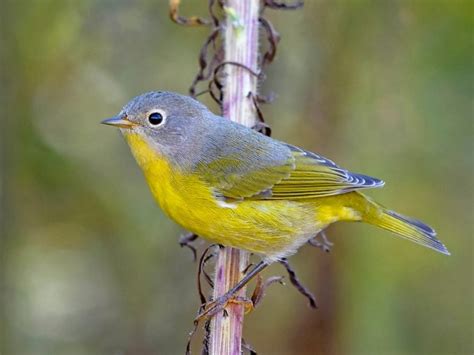 Meet the Acrobatic Nashville Warbler - Birds and Blooms