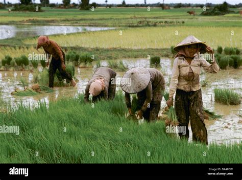 Cambodia: Women working in the paddy field transplanting rice, Prey Veng province Stock Photo ...