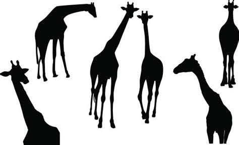 40+ Giraffe Eating Silhouette Stock Photos, Pictures & Royalty-Free ...