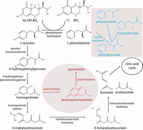 Phenylalanine hydroxylase: Function, structure, and regulation - Flydal ...