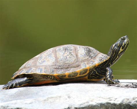 Various Cooters