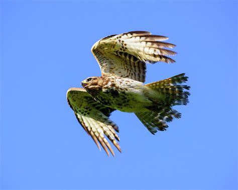 Juvenile Red-shouldered Hawk in Flight Photograph by Steve Samples