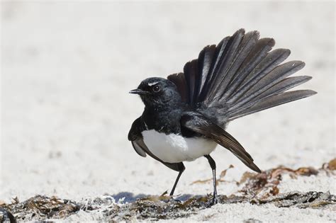 Willie Wagtail • ReWild Perth