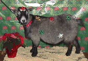 Goat of the Month – Pygora Breeders Association