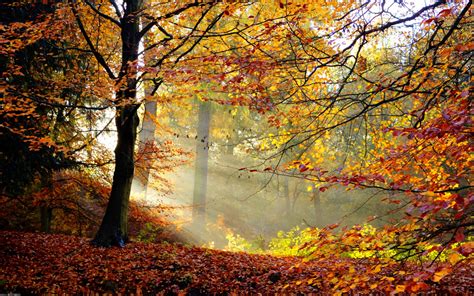 Trees Path Forest Fall Leaves Landscape Wallpapers Hd - vrogue.co