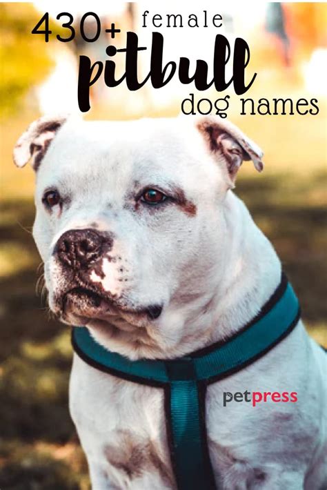 430 Female Pit Bull Names (Tough, Strong, & Cute Names!) - PetPress