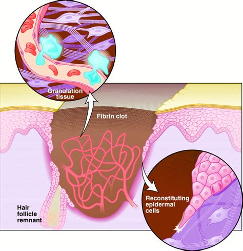 Scientists Identify Key Mechanism Controlling Skin Regeneration: Study By Scientists ...