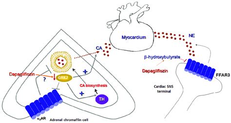 Sympatholytic effects of a SGLT2 inhibitor (dapagliflozin). (Left):... | Download Scientific Diagram