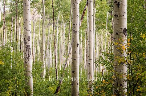 Large Aspen Trees Canvas Print, Minimalist Decor, Neutral Nature Art ...