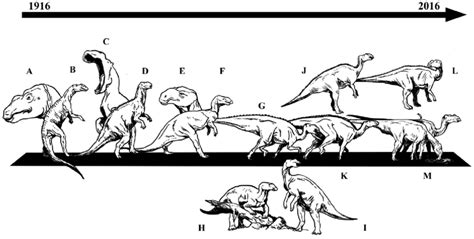 conographic "evolution" of the genus Gryposaurus since its discovery ...