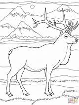 Free Printable Elk Coloring Pages sketch template
