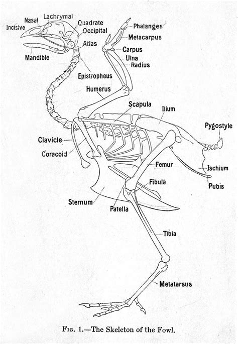 Skeleton of the chicken, with major ... | Skeleton anatomy, Chicken ...