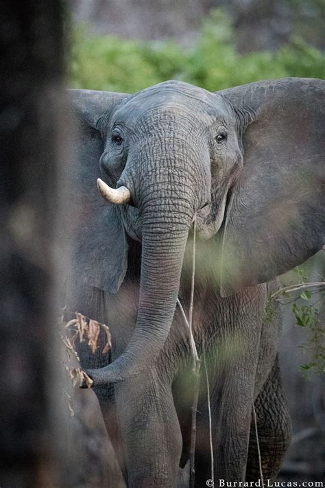 Niassa, Mozambique - Will Burrard-Lucas Blog