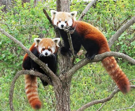 Red Pandas | Red panda, Chattanooga zoo, Animals