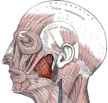 Masseter - Physiopedia