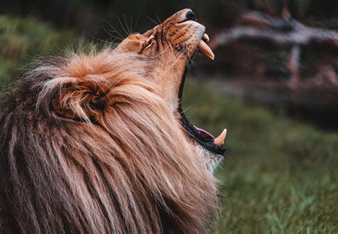 Roaring Lion Free Stock Photo | picjumbo