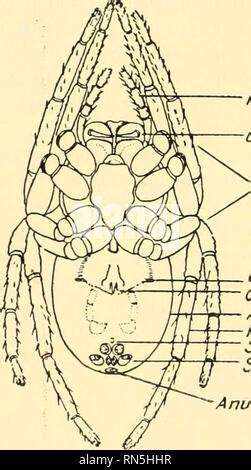 Arachne Into A Spider Stock Photo: 56672885 - Alamy