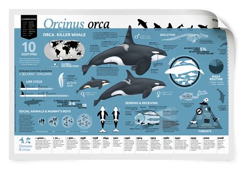 Orcazine presents educational orca-poster - ORCAZINE