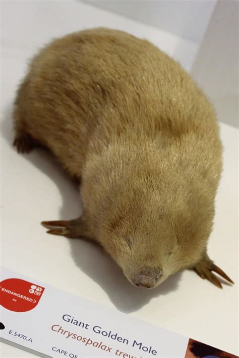 Giant Golden Mole Pictures - AZ Animals