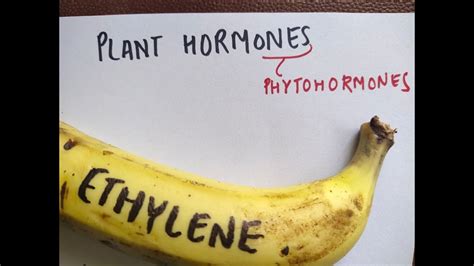 Plant hormones aka Phytohormones.AUXIN,CYTOKININ,ABA,GA,ETHYLENE/ETHENE - YouTube