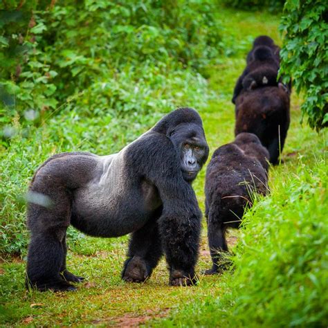 Mountain Gorillas in Volcanoes Move to Mgahinga