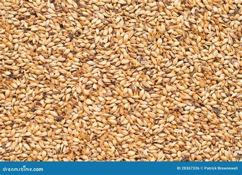 Malted Barley stock photo. Image of malted, organic, hulls - 28367336