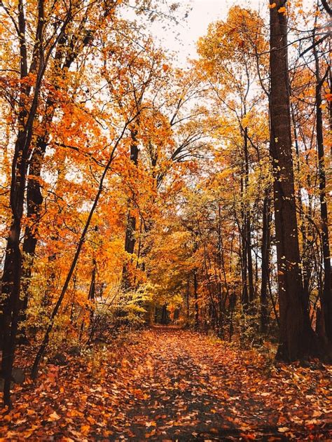 Connecticut Fall Foliage: Everything You Need to Know | Stanton House Inn