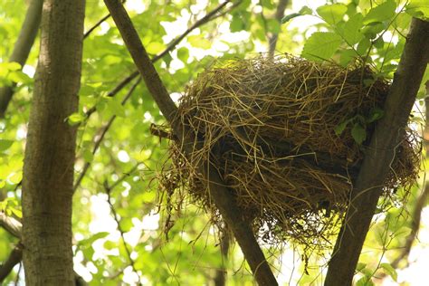 Bird's nest in a tree 1457297 Stock Photo at Vecteezy