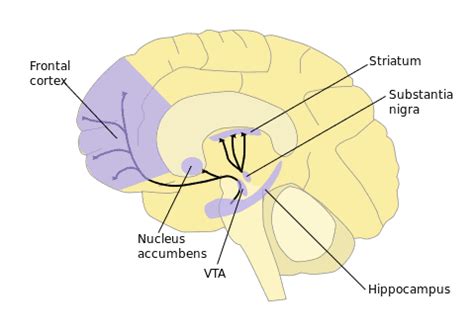 Substantia Nigra | Functions, Location, Stucture, Clinical Significance