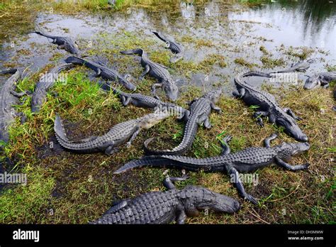 Alligators Everglades National Park Homestead Florida US Stock Photo - Alamy