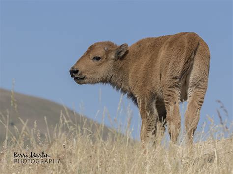 Baby Bison | Kerri Martin Photography