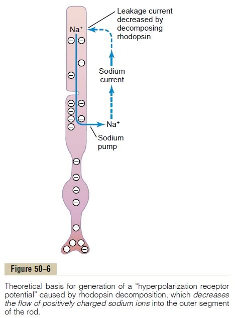 Rhodopsin Retinal Visual Cycle, and Excitation of the Rods - Photochemistry of Eye Vision