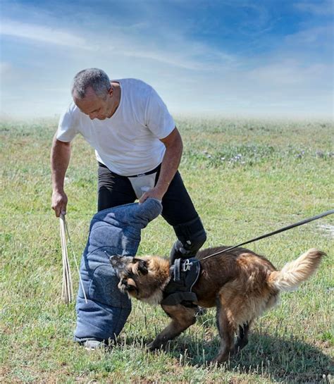 Premium Photo | Training of belgian shepherd