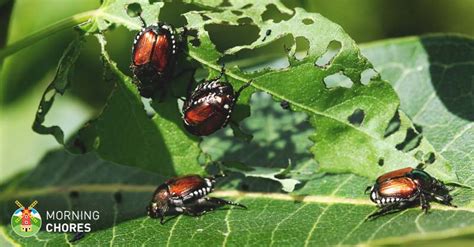 9 Effective Solutions on How to Get Rid of Japanese Beetles