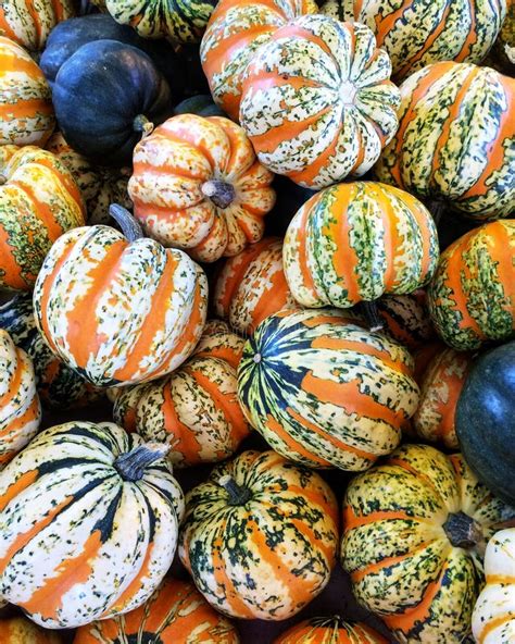 Decorative Gourd Season stock image. Image of flecks - 103902487