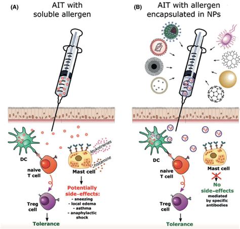 Schematic representation of allergen-specific immunotherapy using (A ...