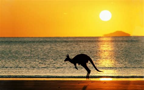 Wallpaper : sunlight, cat, animals, sunset, sea, reflection, sky, silhouette, beach, sunrise ...