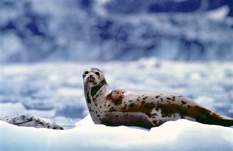 Seals on icebergs in Tracy Arm Fjord - Alaska - Image courtesy of Juneau CVB — Yacht Charter ...