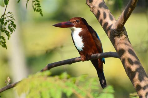 Kingfisher Symbolism Symbolism, Dreams, & Messages - Spirit Animal Totems