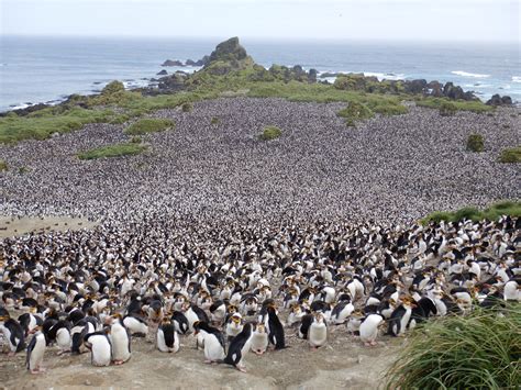 The Island — Macquarie Island Conservation Foundation