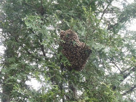 Pete's Bees, A Feral Hive Recovery: Free Honey Bee Swarm removal Staten Island