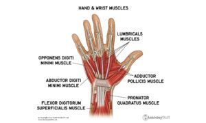 Understanding The Hand Wrist | ubicaciondepersonas.cdmx.gob.mx