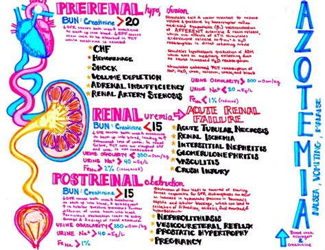 Azotemia - Definition, Development, Types, Diagnosis, Treatments - Drugs Details