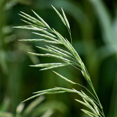 Smooth brome grass | Immature panicle of smooth brome grass … | Flickr ...